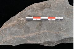 Foto (Detailansicht) von Frenelites reichii Ettingshausen (NHMW-GEO-2024-0188-10586)